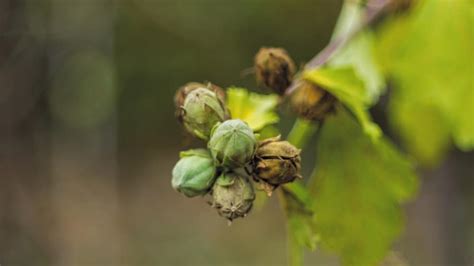 4 Most Essential Steps On How to Grow Hibiscus From Seed