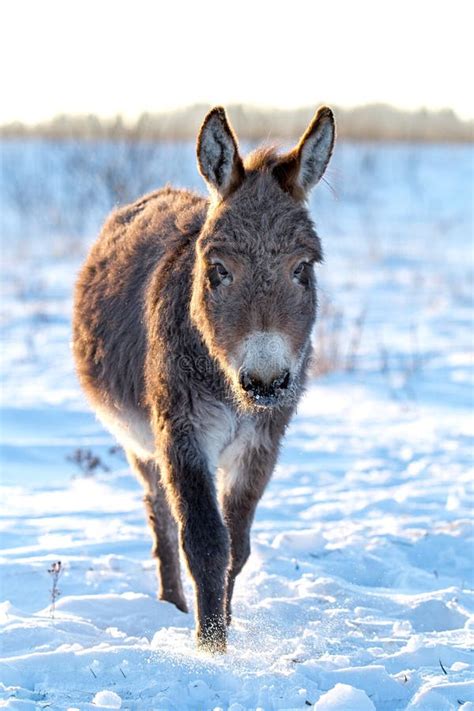 Gray Donkey stock image. Image of nature, animal, donkey - 28364973