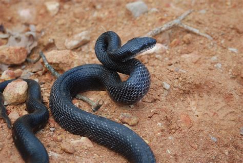 Black Rat snake striking | Animal Control Solutions