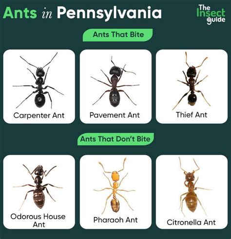 List of Common Types of Ants in Pennsylvania – with Pictures