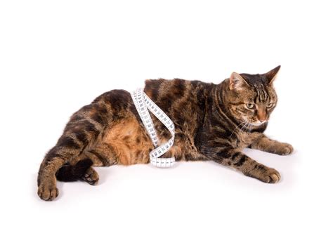 Food for Overweight Cats - zooplus Magazine