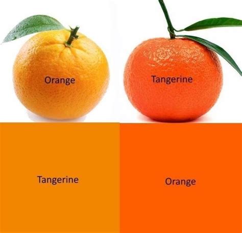 an orange and tangerine are labeled in the same color scheme