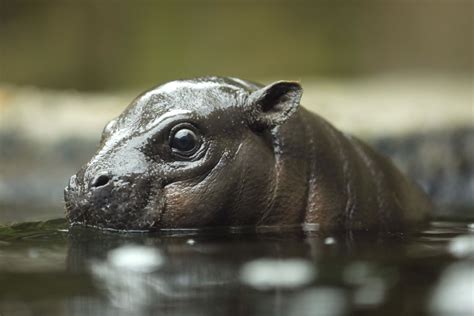 San Diego Zoo members got to see Akobi, a 2-month-old baby pygmy hippo ...