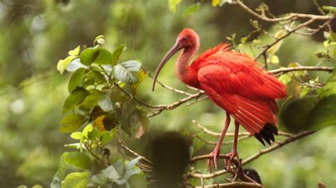 Trinidad and Tobago Pictures: View Photos & Images of Trinidad and Tobago