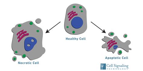 What is cell viability and how is it measured?