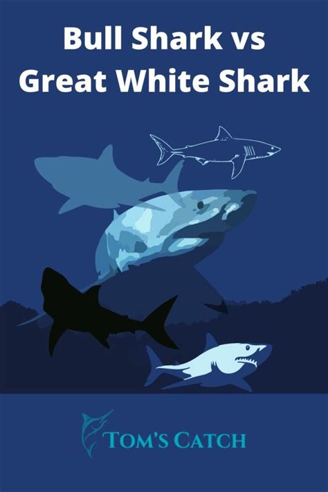 Bull Shark vs Great White Shark - Tom's Catch Blog