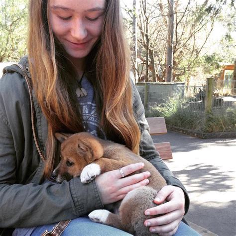 Five Adorable Dingo Pups Are the Fluffy New Additions to Australia's ...