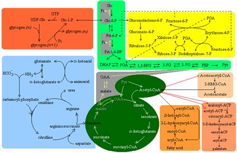 Metabolic chart: Glycolysis, Gluconeogenesis, Krebs cycle, urea cycle, fatty acids, glycogen ...