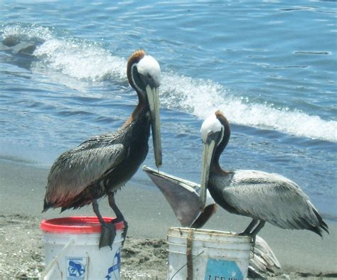 National Bird of St.Kitts/Nevis (2) | The national bird is t… | Flickr