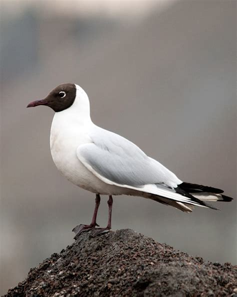 Black-headed Gull - eBirdr