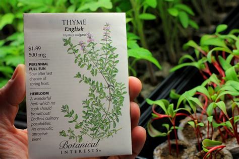 How to Grow Thyme {Start to Finish} - One Hundred Dollars a Month