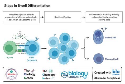 Basics Of B Cells