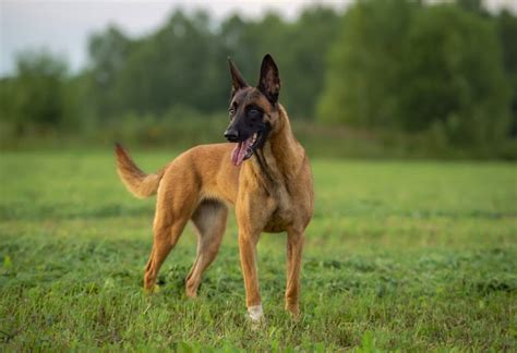 Dutch Shepherd Vs Belgian Malinois - Two Different Working Dogs