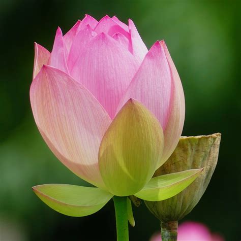 Nelumbo nucifera (Chinese Arrowroot, Chinese Waterlily, Eastern Lotus, East Indian Lotus ...