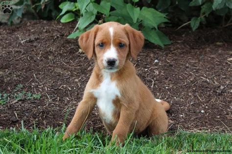 Irish Setter Mix Puppies for Sale | Greenfield Puppies