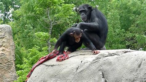 Cute Baby Chimp Playing - YouTube