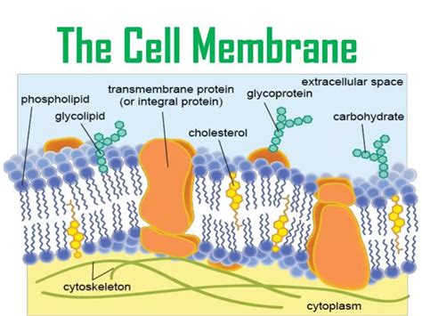 Cell Membrane Introduction Cell Membrane Cell Membrane - Riset