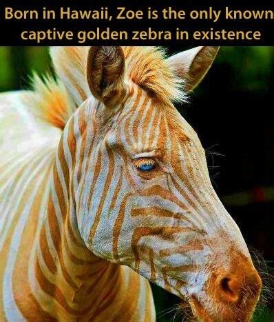 zebra - Meme by kbazzy2 :) Memedroid