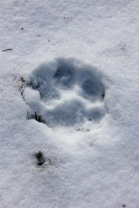 Animal Tracks in the Snow in Western Maine