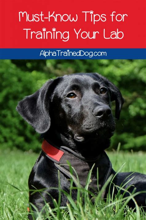 10 Lab Puppy Training Tips - Alpha Trained Dog