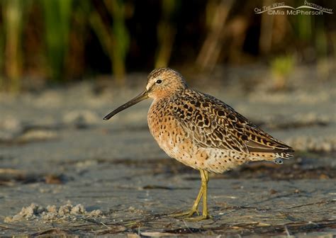 Short-billed Dowitcher – Mia McPherson's On The Wing Photography