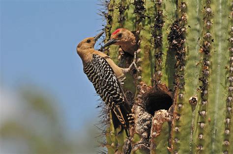 Gila Woodpecker | Audubon Field Guide