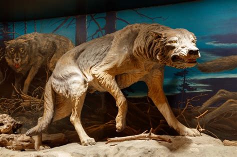 Our Evolving Understanding of Dire Wolves | Natural History Museum