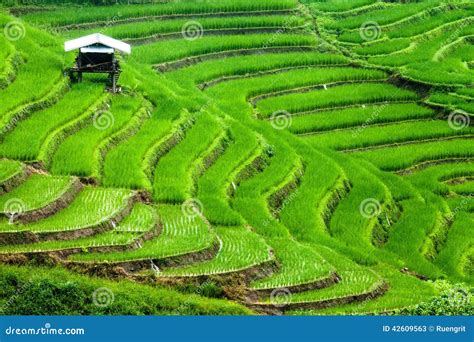 Rice fields on terraced. stock image. Image of curve - 42609563