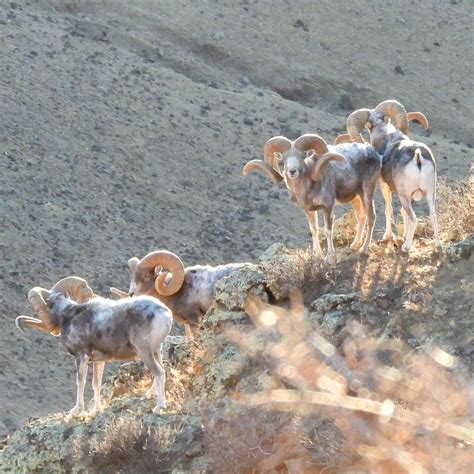 ALTAI ARGALI CONSERVATION PERMIT IN MONGOLIA - WSF World Headquarters