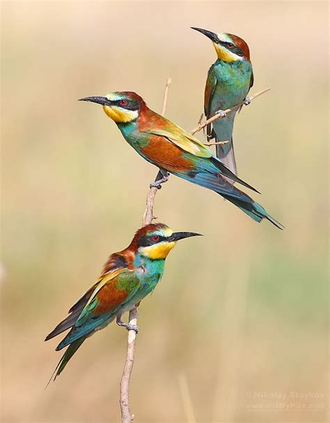 thalassarche: European Bee-eaters (Merops apiaster) - photo by Nikolay Staykov | Birds, Bee ...