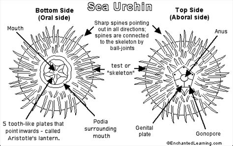 Sea Urchin Shell Diagram
