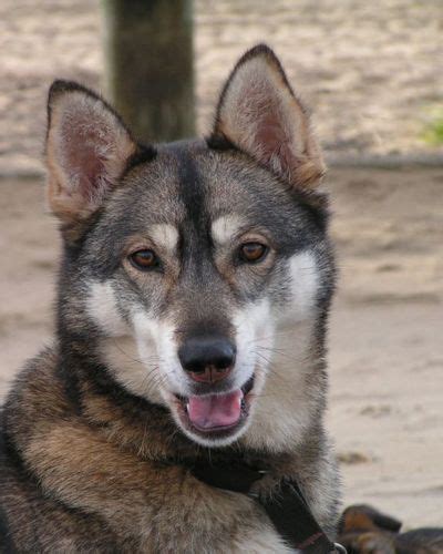 14 best images about Agouti Siberian Huskies on Pinterest | Coats ...