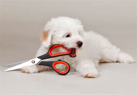 How to Prepare Your Puppy for Grooming | Dog Grooming Mornington Peninsula | Dog Groomers Mornington