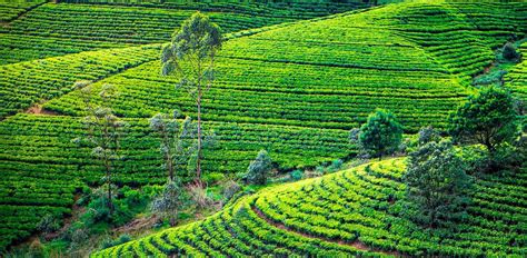 Nuwara Eliya | Sri Lanka | Luxe and Intrepid Asia | Remote Lands