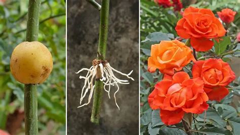 Unlock the Magic: Propagating Roses with Potatoes for Rapid Rooting and Thriving Growth” – Home ...