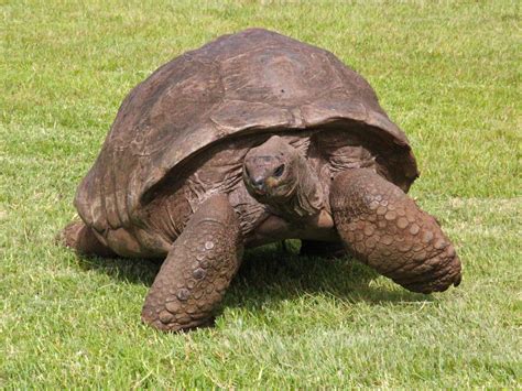 This Tortoise Named Jonathan is 182 Years Old