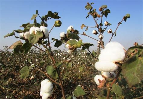 Organic Cotton Production; Cultivation Practices | Agri Farming