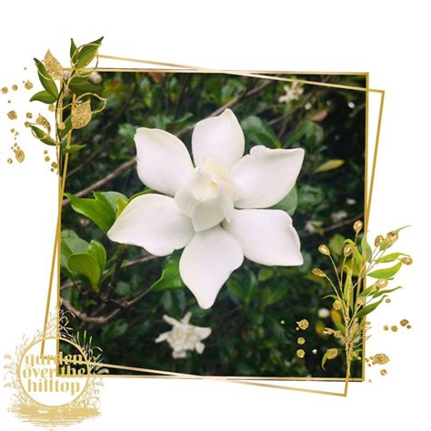 [may-july bloomer] 5 pcs rosal multipetal wedding flowers gardenia/cape jasmine/rosal stem ...