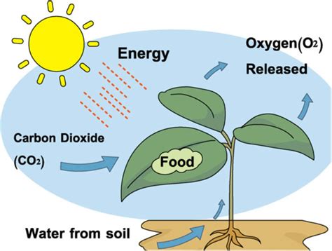 What Are Autotrophic Nutrition