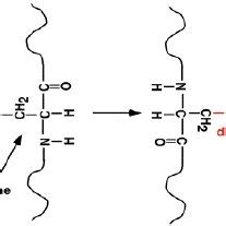 The formation of disulfide bonds | Download Scientific Diagram