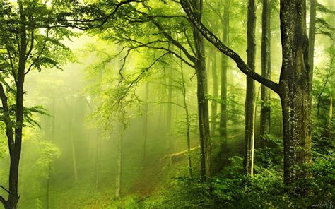 Green Forest | Forest photos, Nature wallpaper, Forest wallpaper