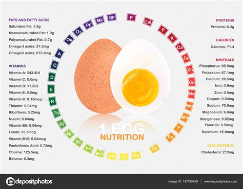 Boiled egg nutrition facts infographic ⬇ Vector Image by © s.belinska ...