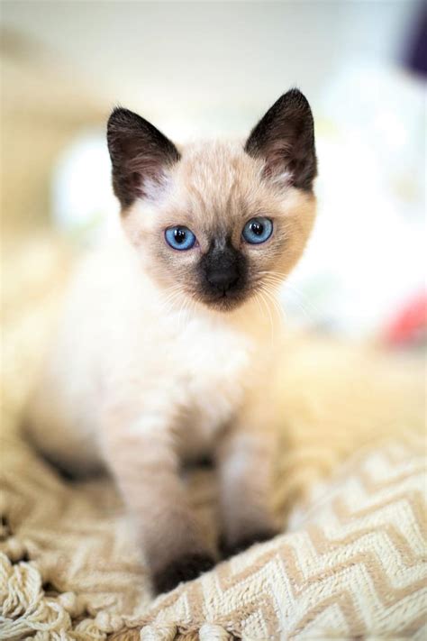 cute, animals, little, pet, cat, kitten, thai, siamese, blue eyes, kittens | Pikist