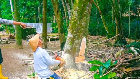 Penebangan pohon sukun Besar dekat rumah Warga Setempat #chainsaw #woodworking #gergajimesin ...