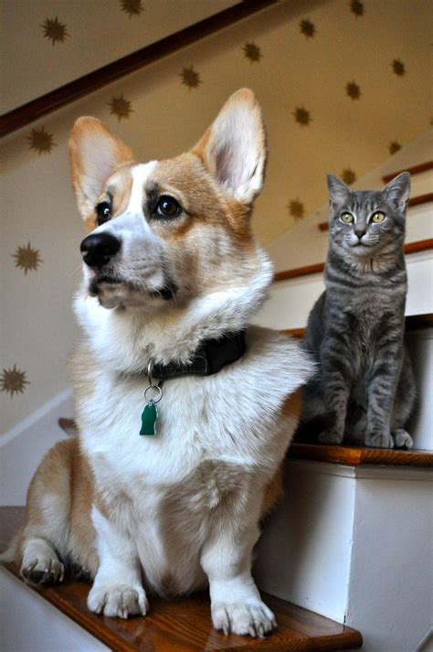 Corgi & cat | Corgis and Friends | Pinterest