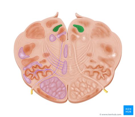 Reticular Formation - Anatomy and Clinical Notes | Kenhub