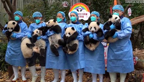 13 Panda Cubs Frolic Together for the First Time on a Playground Built ...