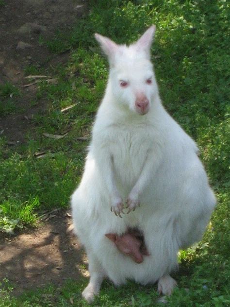 Albino Kangaroo | Albino animals, Albino, Animals beautiful