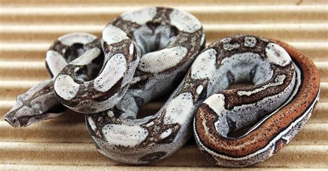 Keeping The Boa Constrictor - Reptiles Magazine