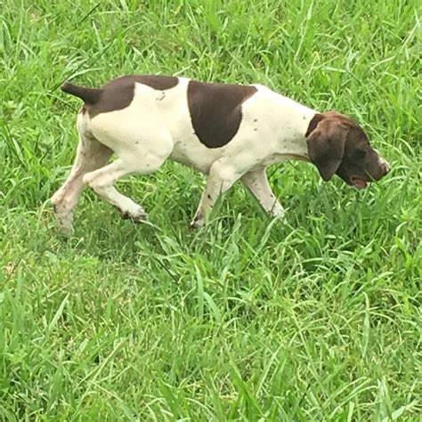 11 week old Female Liver & White patched and ticked! Available now. #straightsouthernshorthairs ...